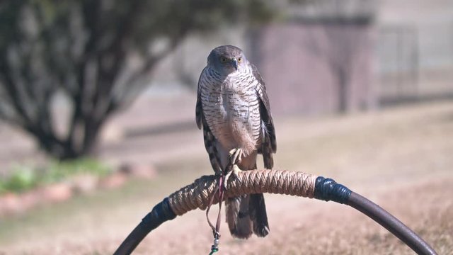African Goshawk perched with its leg up in a relaxed pose