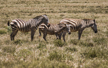 Fototapeta na wymiar Zebras in Hells Gate National Park Kenya