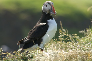 Iceland puffins