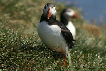 Iceland puffins