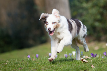 Australian Shepherd Frühling