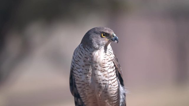 Portrait of African Goshawk looking off to the side large DoF