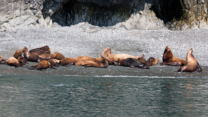 Fototapeta premium Seelöwen