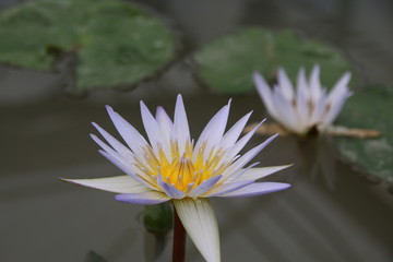 Lotus flower