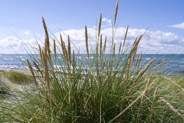 Laesoe / Denmark: View through beach oats across the beach to the Kattegat sea