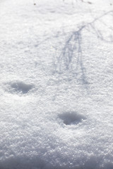 新雪に足跡