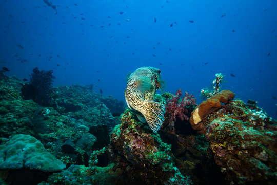 Puffer fish