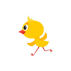 vector cartoon cute baby chicken character. Yellow small funny chick running. Flat bird animal, isolated illustration on a white background.