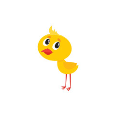 vector cartoon cute baby chicken character. Yellow small funny chick standing alone. Flat bird animal, isolated illustration on a white background.