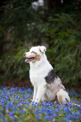 Australian Shepherd