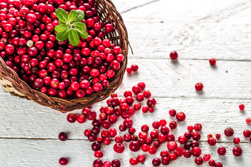 Basket of fresh cranberry on wooden table, red berries also called cowberry or lingonberry on white background