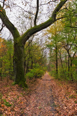 Forest paths in autumn colors in the Masovia Landscape Park, Warsaw, Poland.