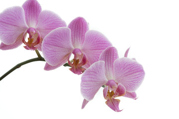 Fototapeta na wymiar Pink Phalaenopsis orchids on white background