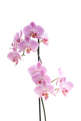 Phalaenopsis orchids on white background