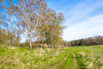 Farm land road through grass field, green spring landscape, trees and blue sky