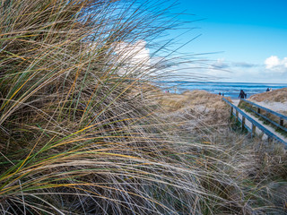 Dünengras an der Nordsee