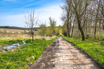 Fresh green spring landscape with farm land road and trees