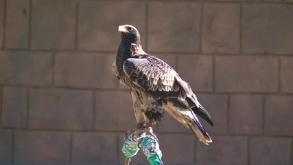 Juvenile Verreaux's eagle or Black Eagle on perch against wall
