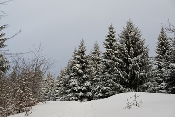 Nature under the snow during winter. Slovakia