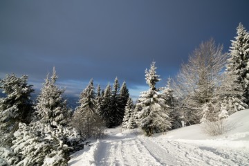 Nature under the snow during winter. Slovakia