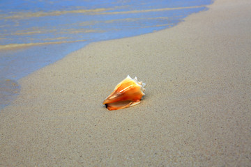 Sea shell on Caribbean beach.