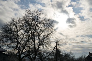 Tree silhouette during winter. Slovakia