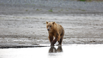 Grizzlybär am Ufer