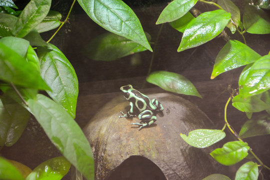 Dendrobate dor&eacute;