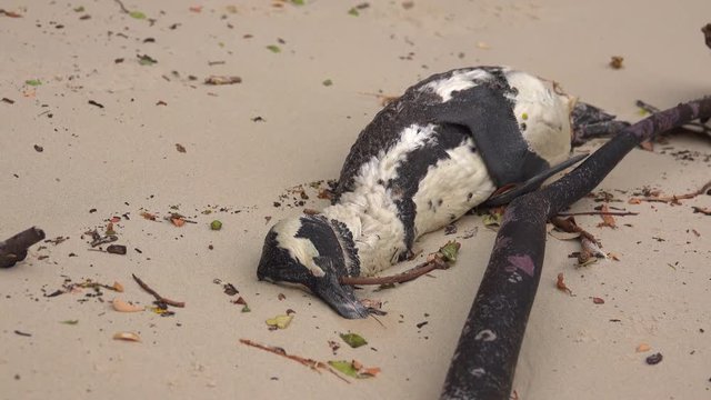 Sad view of a dead penguin on the beach