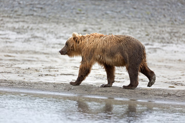 Fototapeta na wymiar Grizzlybär am Ufer
