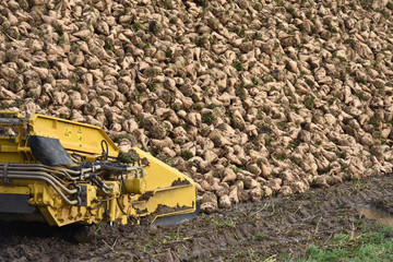 Obraz premium agriculture betteraves recolte terre planète