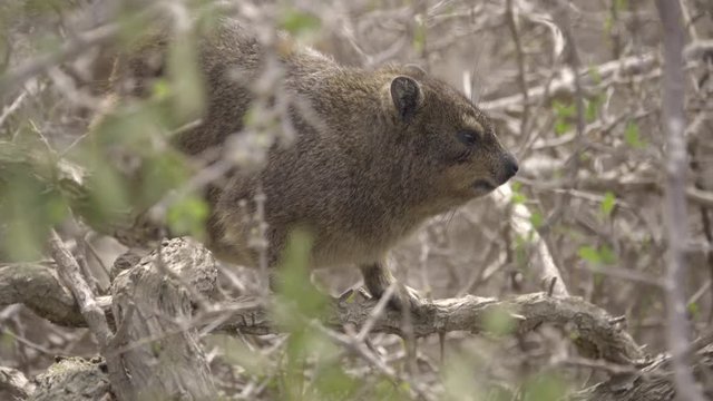 Tiny Hyrax a relative of Elephants
