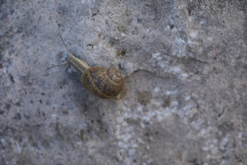 A closeup on a snail crawling on a brown stone