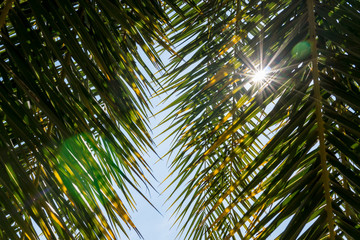 Obraz na płótnie Canvas Sun shining through palm tree leaves. Under green palm leaves with sunbeam and flare light.