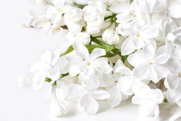 Floral motif wallpaper, white lilac flowers blossom