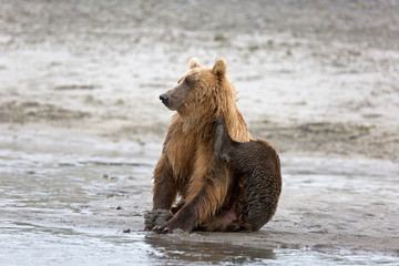 Grizzlybär am Ufer
