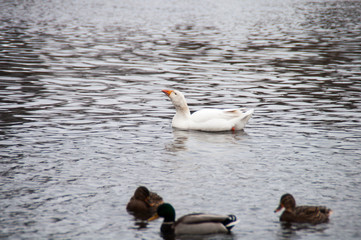 Fototapeta premium White domestic goose and duck isolated on white