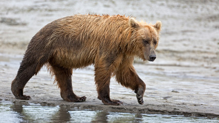 Grizzlybär am Ufer