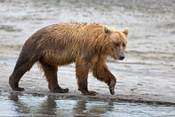 Obraz premium Grizzlybär am Ufer