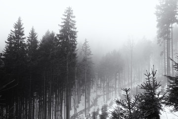 Nature covered by snow during misty winter day. Slovakia