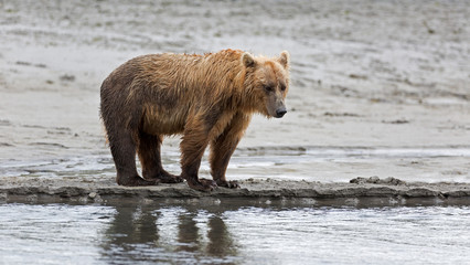 Grizzlybär am Ufer