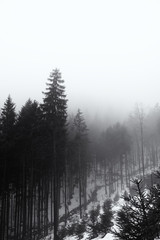 Nature covered by snow during misty winter day. Slovakia