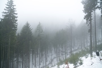 Fototapeta na wymiar Nature covered by snow during misty winter day. Slovakia