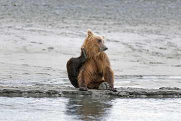 Fototapeta premium Grizzlybär am Ufer