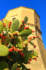 Opuntia fruit, Massafra, Puglia, Italy