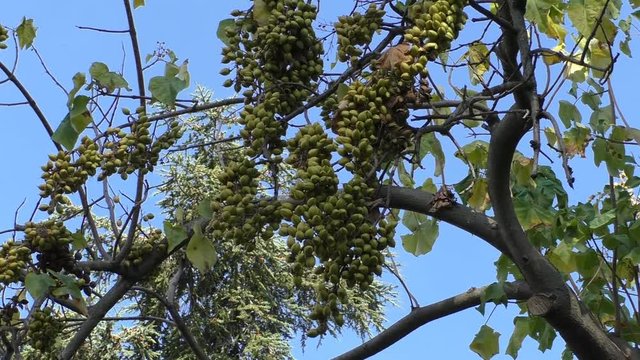 Princesstree fruit close up against blue sky, zoom out.