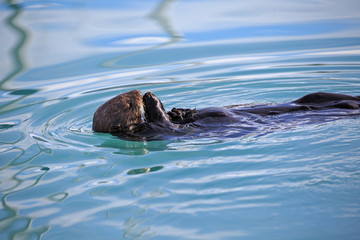 Fototapeta premium Seeotter