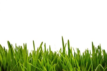 Fresh green grass as border on the lower side of the horizontal frame in a seamless empty white background