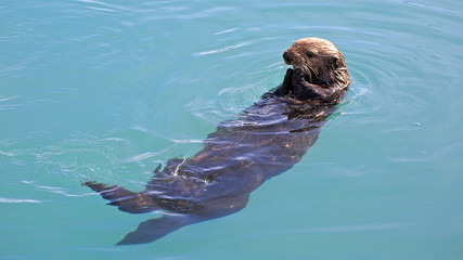 Obraz premium Seeotter