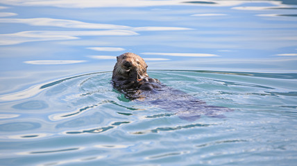 Obraz premium Seeotter